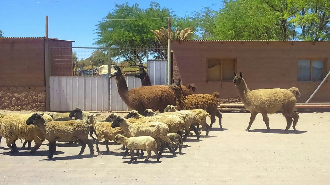 Cabana Laynaturi سان بيدرو دي أتاكاما المظهر الخارجي الصورة